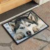 Sogni di Husky Zerbino